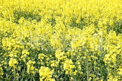 Gelbe Blüten