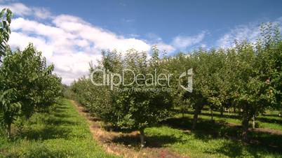 fruit stand apple orchard