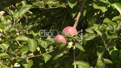 fruit stand apple tree