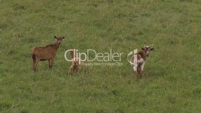Goats grazing in green field