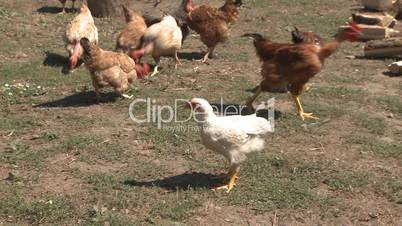 Chickens eating in farm