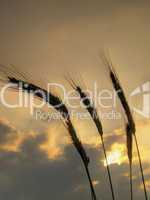silhouettes of five barley ears