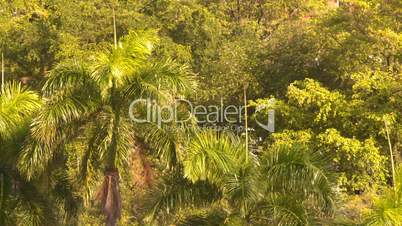 San Juan palms breeze