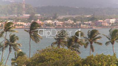 San Juan harbor palms breeze