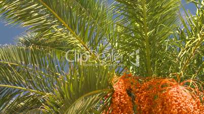 Bermuda palm tree