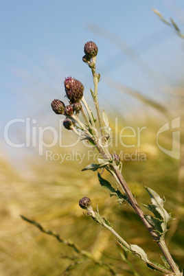 Kratzdistel im Gerstenfeld