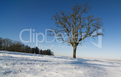 Baum im Winter