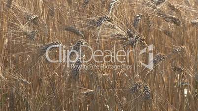 Golden wheat ready for harvest