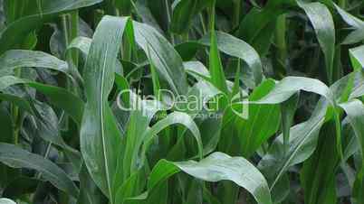 corn field in the rain compilation
