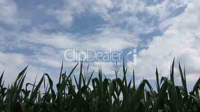 corn field compilation