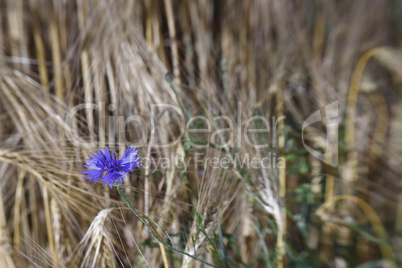 Kornblumen im Gerstenfeld