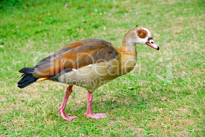 nilgans