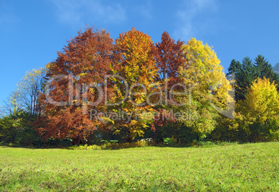 baumgruppe im herbst