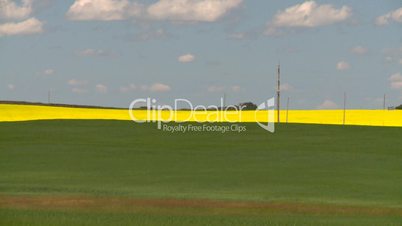 canola fields wheat