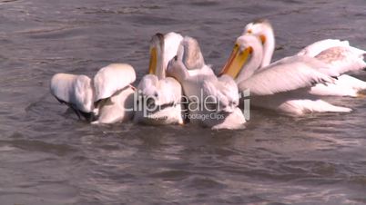 pelicans feeding