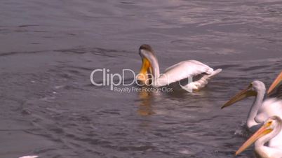 pelicans feeding