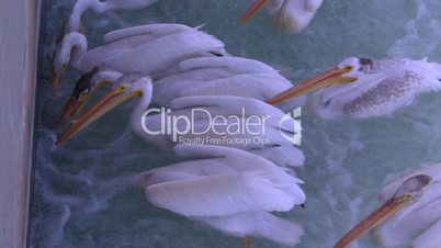 pelicans feeding on river