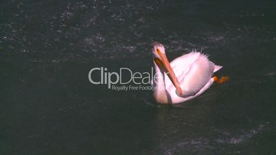 pelican on river