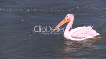 pelican on river