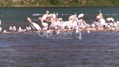 pelican seagulls on river sunning