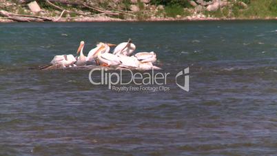 pelican on river sunning