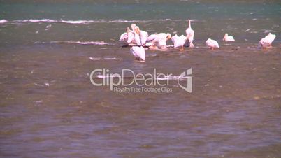 pelicans on river
