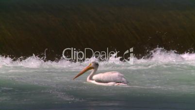 weir pelicans