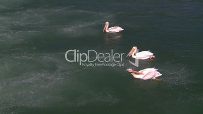pelicans on river preening
