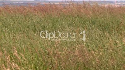 wild grass blowing in wind