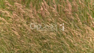 wild grass blowing in wind