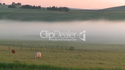 sunrise fog cows