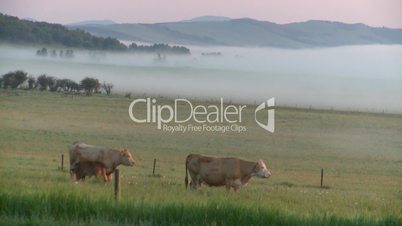 sunrise fog cows