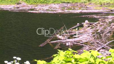lake dead logs floa