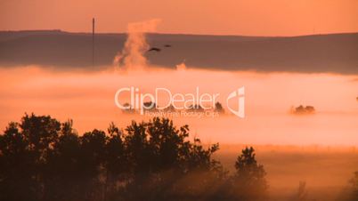 sunrise fog birds gas plant