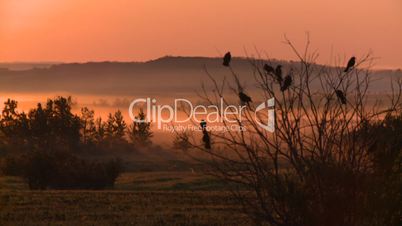 sunrise fog birds