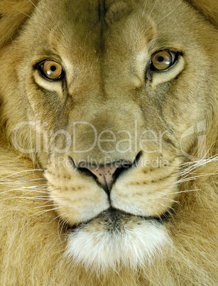 Porträt eines afrikanischen Löwen