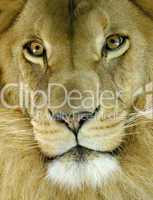 Porträt eines afrikanischen Löwen