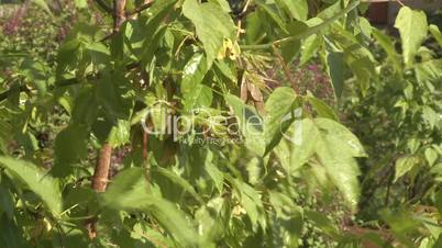 sun on rainy leaves