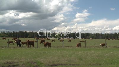 cattle ranch