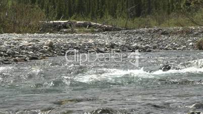 elbow river rapids