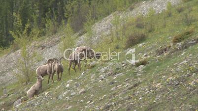 mtn sheep on hill