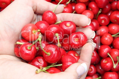 Hand mit Kirschen