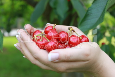 Hand mit Kirschen