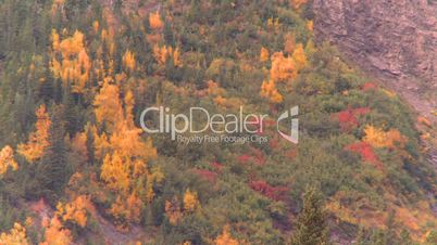 autumn forest Banff