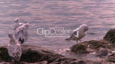 lakeshore seagulls