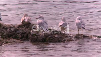 lakeshore seagulls
