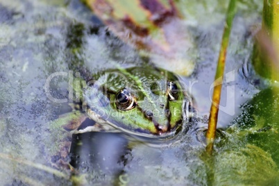 Frosch