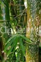 Bambus mit eingeritzten Schriftzeichen