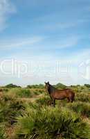 Pferd in andalusischer Pampas