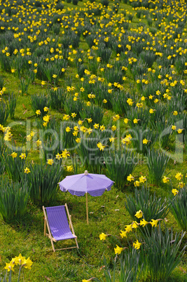 Narzissenwiese mit Liegestuhl und Sonnenschrim